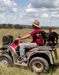 Mustering sheep with kelpie dogs