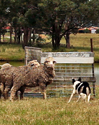 sheep dog trial border collie kelpie